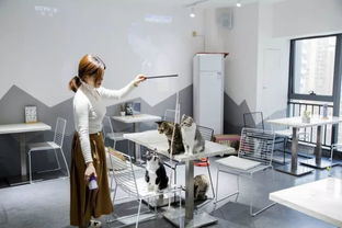 綿陽貓咪咖啡館 超萌文藝體驗，甜點擊潰少女心